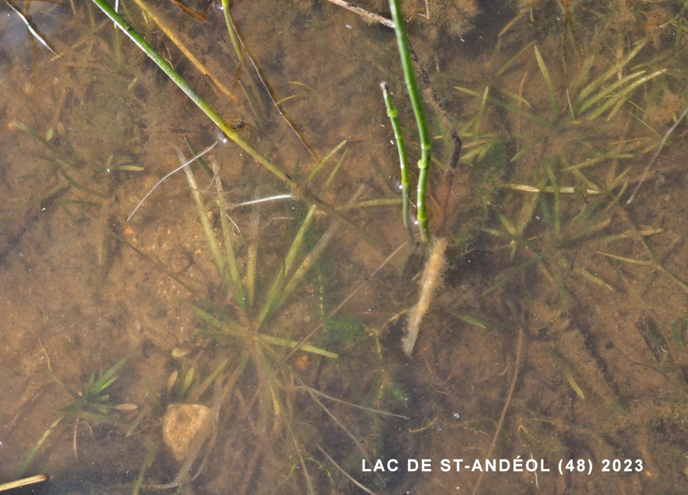 American Shoreweed plant